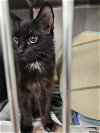 adoptable Cat in princeton, MN named Perf