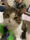 adoptable Cat in princeton, MN named Loverboy