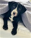 adoptable Dog in princeton, MN named OliveOyl