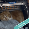 adoptable Cat in princeton, MN named Eduardo