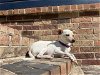 adoptable Dog in princeton, IN named Blanca