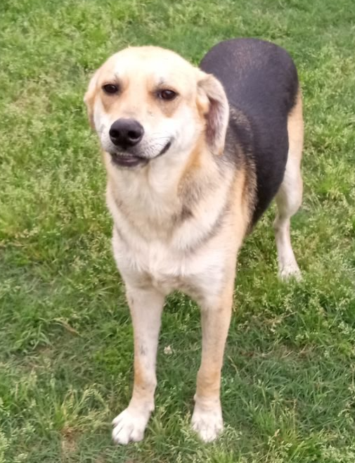 adoptable Dog in Princeton, MN named Bruno