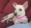 adoptable Dog in princeton, MN named Sonshine
