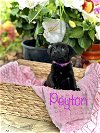 adoptable Dog in princeton, MN named Peyton
