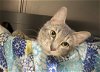 adoptable Cat in princeton, MN named Stormie