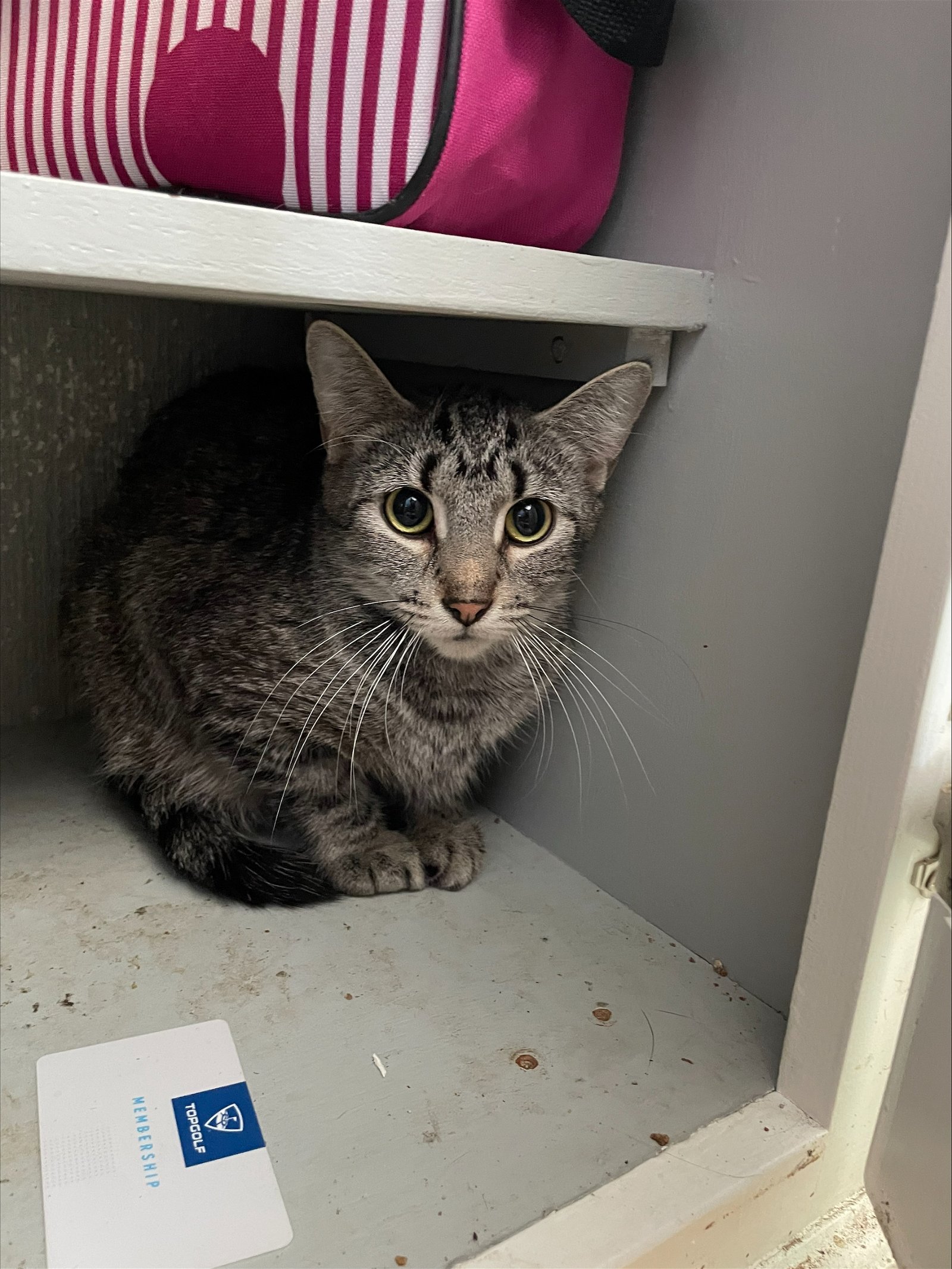 adoptable Cat in Princeton, MN named Churro