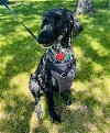 adoptable Dog in princeton, MN named Olim