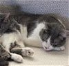 adoptable Cat in princeton, MN named George