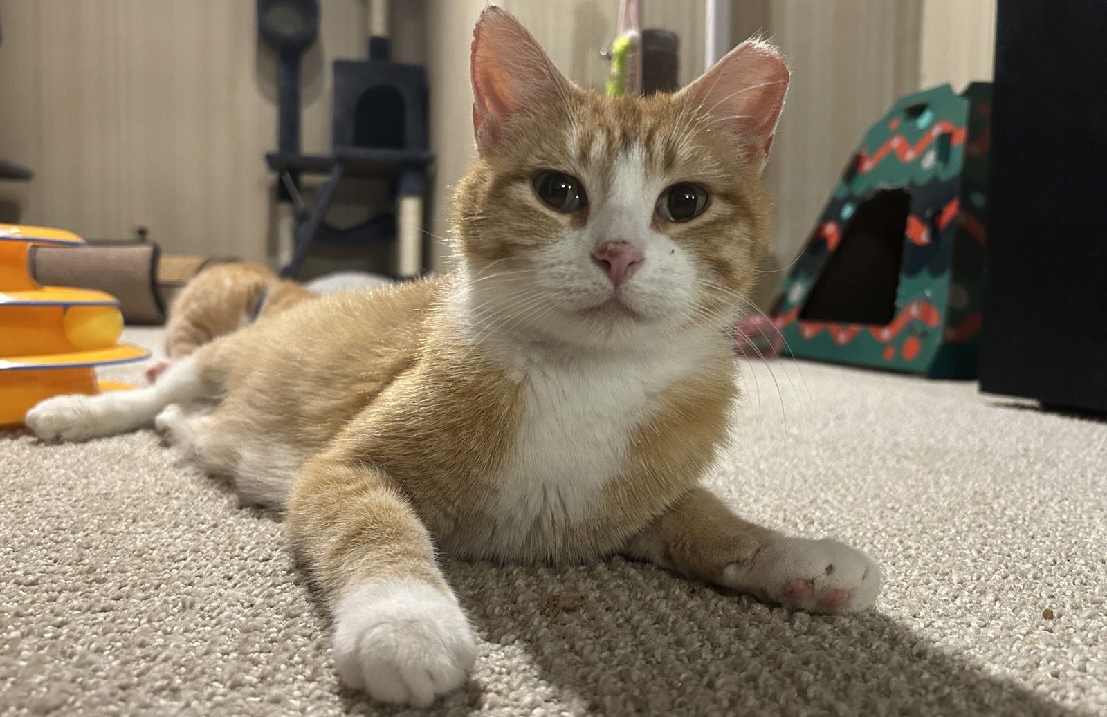 adoptable Cat in Princeton, MN named Milky Way