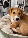 adoptable Dog in  named Wranger