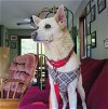 adoptable Dog in princeton, MN named PrincessPaislee