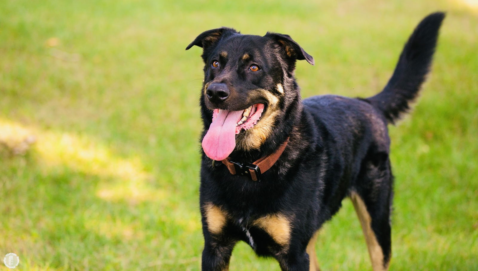 adoptable Dog in Princeton, MN named Abel