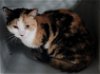 adoptable Cat in princeton, MN named Dafne