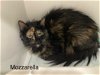 adoptable Cat in princeton, MN named Mozzarella