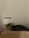 adoptable Cat in princeton, MN named Gouda