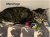 adoptable Cat in princeton, MN named Manchego