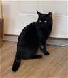 adoptable Cat in princeton, MN named Radar