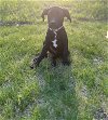 adoptable Dog in princeton, IN named Banks