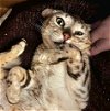 adoptable Cat in princeton, MN named Stumpy