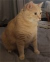 adoptable Cat in princeton, MN named DaVinci