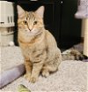 adoptable Cat in , MN named Louise