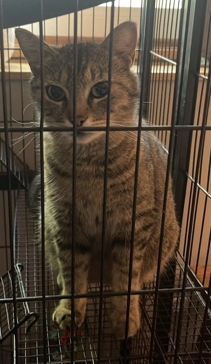 Cat adoption in Princeton, MN 55371: Tabby / Domestic Short Hair ...