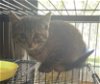 adoptable Cat in princeton, MN named Dahlia