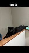 adoptable Cat in princeton, MN named Spooky