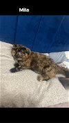 adoptable Cat in princeton, MN named Mila