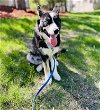 adoptable Dog in princeton, MN named Venus
