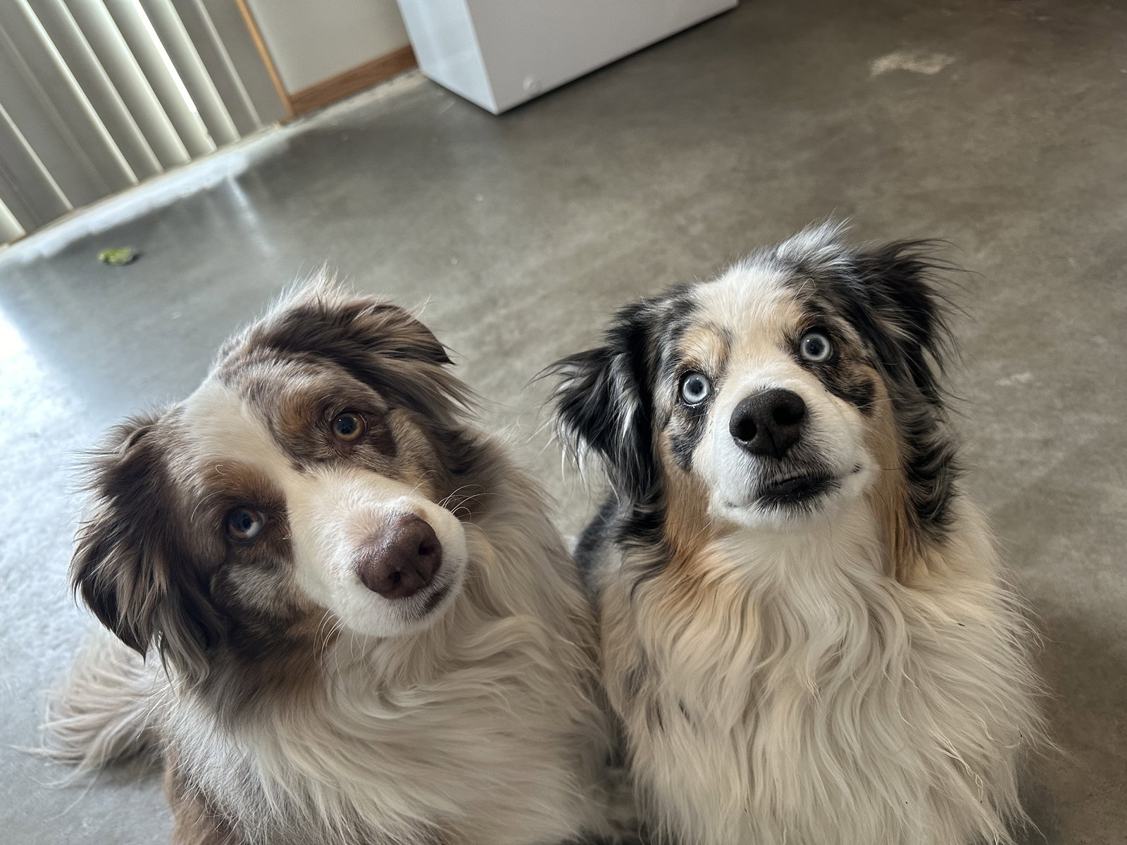 Dog adoption in Hugo, MN 55038 Australian Shepherd / Mixed Dog "Krew"