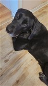 adoptable Dog in princeton, MN named Shaddy