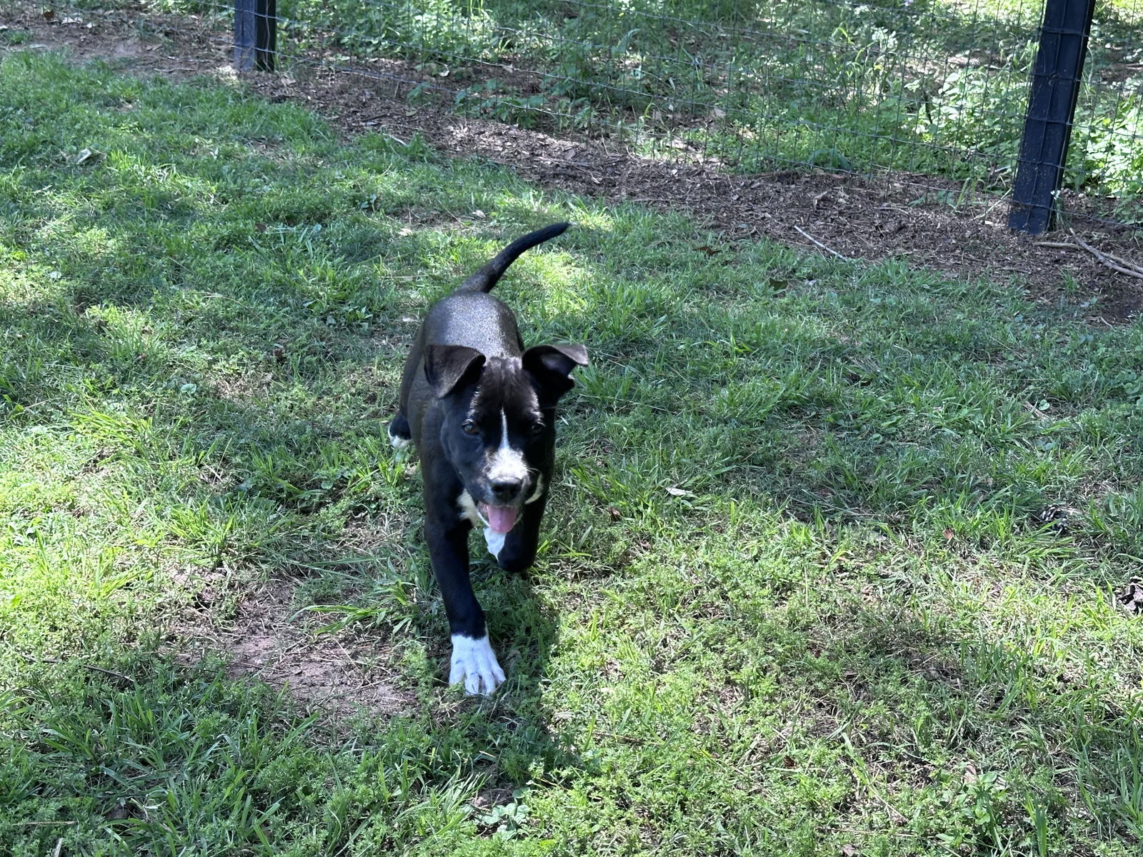 dog-for-adoption-zoey-arriving-6-8-a-american-staffordshire