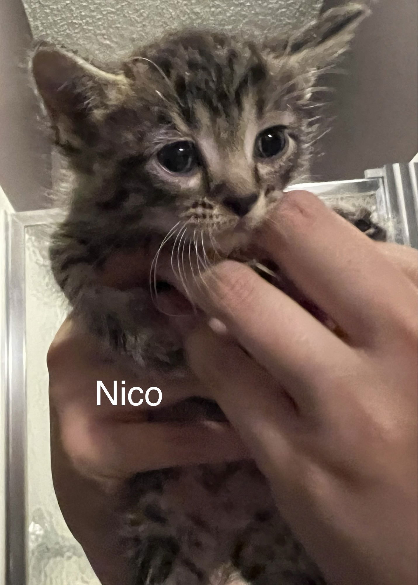 adoptable Cat in Princeton, MN named Nico