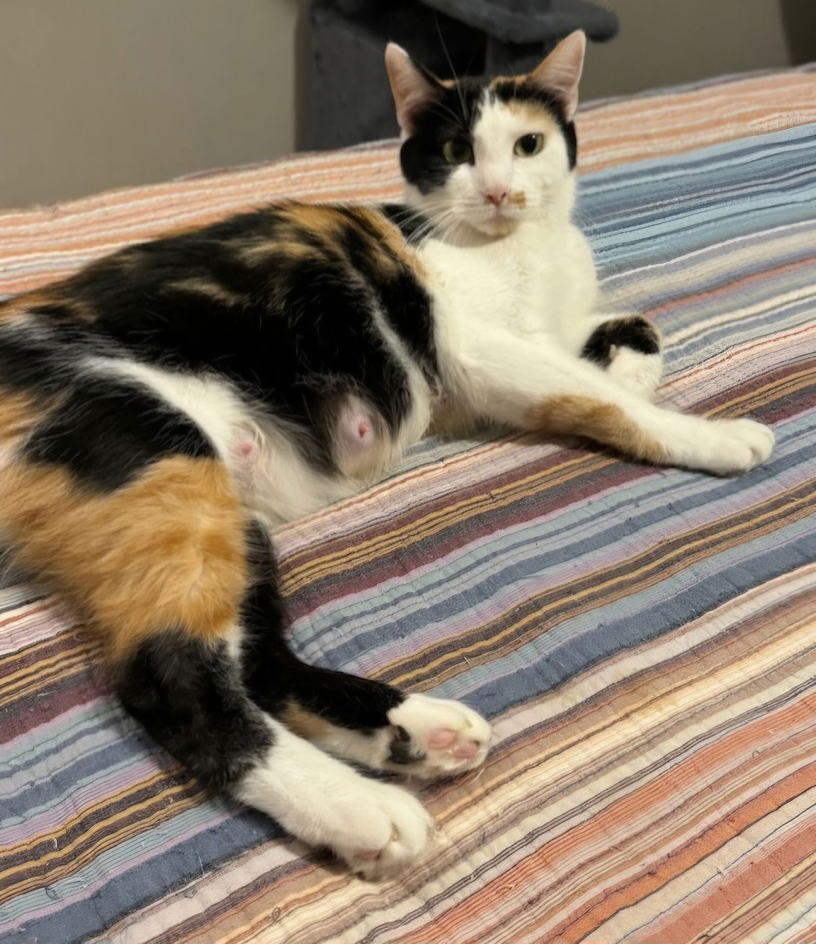 adoptable Cat in Princeton, MN named Marigold