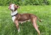 adoptable Dog in , MN named Jewel