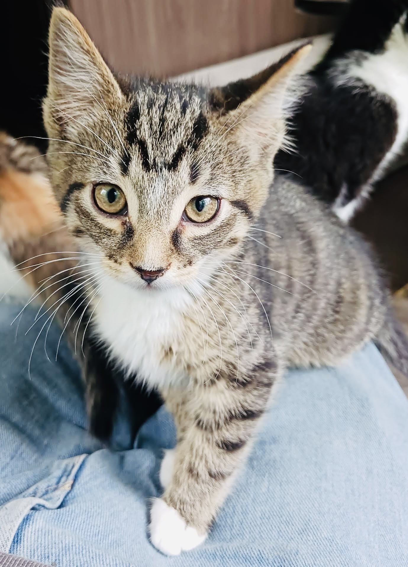 adoptable Cat in Princeton, MN named Sylvester