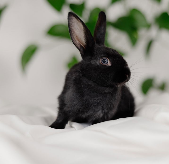 adoptable Rabbit in Pine City, MN named Ash