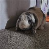 adoptable Rabbit in , MN named Lana Del-Ray