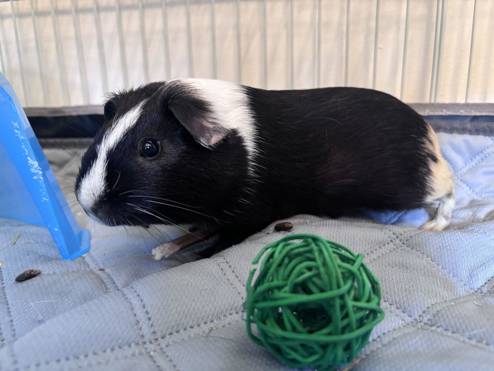 adoptable Guinea Pig in Clearwater, MN named Sheriff