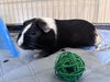 adoptable Guinea Pig in , MN named Sheriff