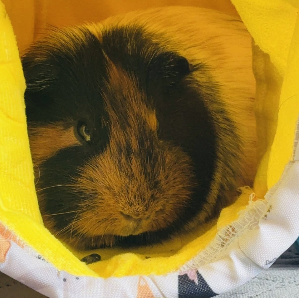 adoptable Guinea Pig in Clearwater, MN named Ranger