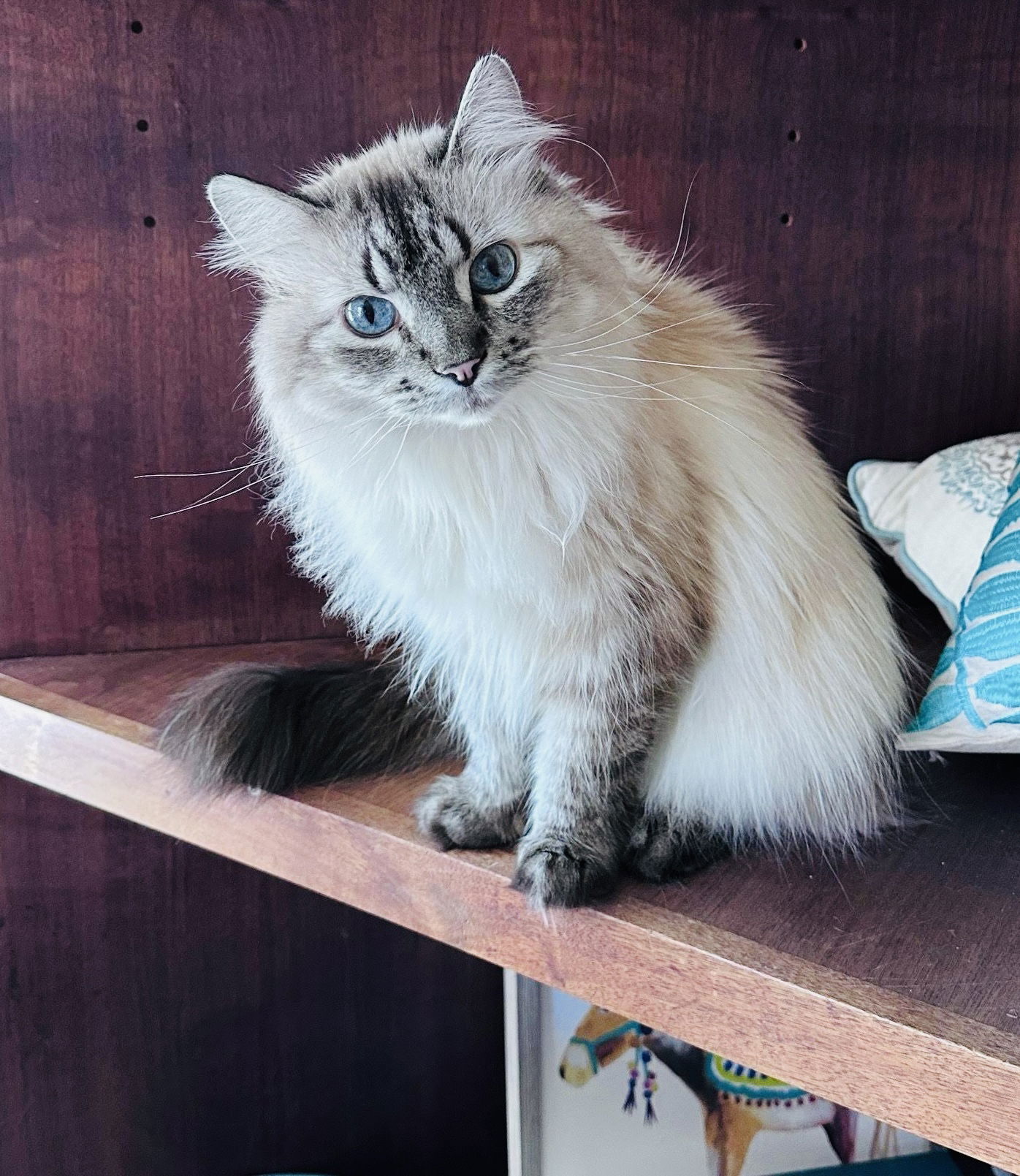 adoptable Cat in Princeton, MN named Anders