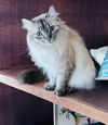 adoptable Cat in Princeton, MN named Anders