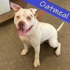 adoptable Dog in Princeton, MN named Oatmeal