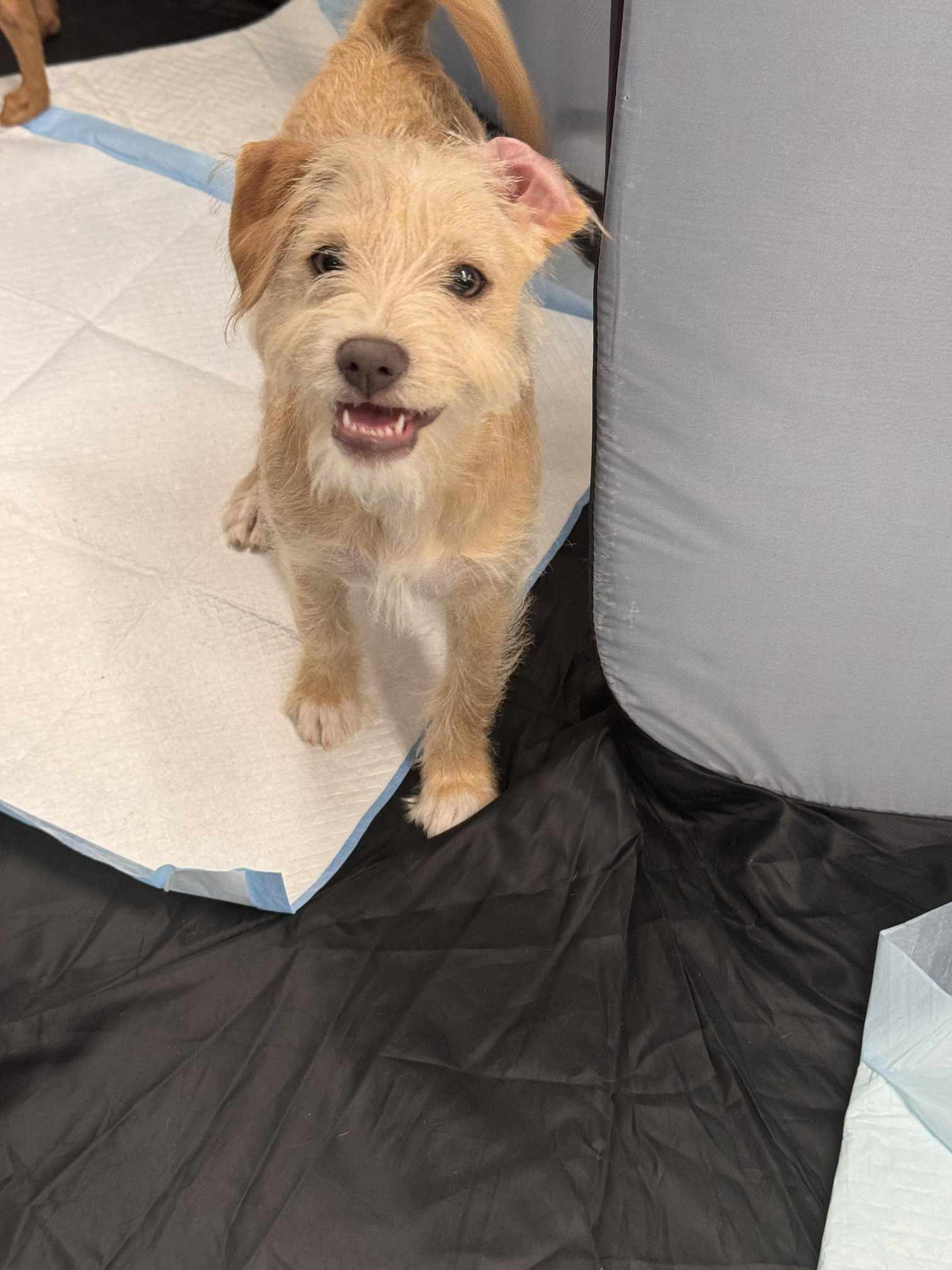 Dog for Adoption - Paprika *Arriving 7/13*, a Chihuahua in Columbus, MN ...