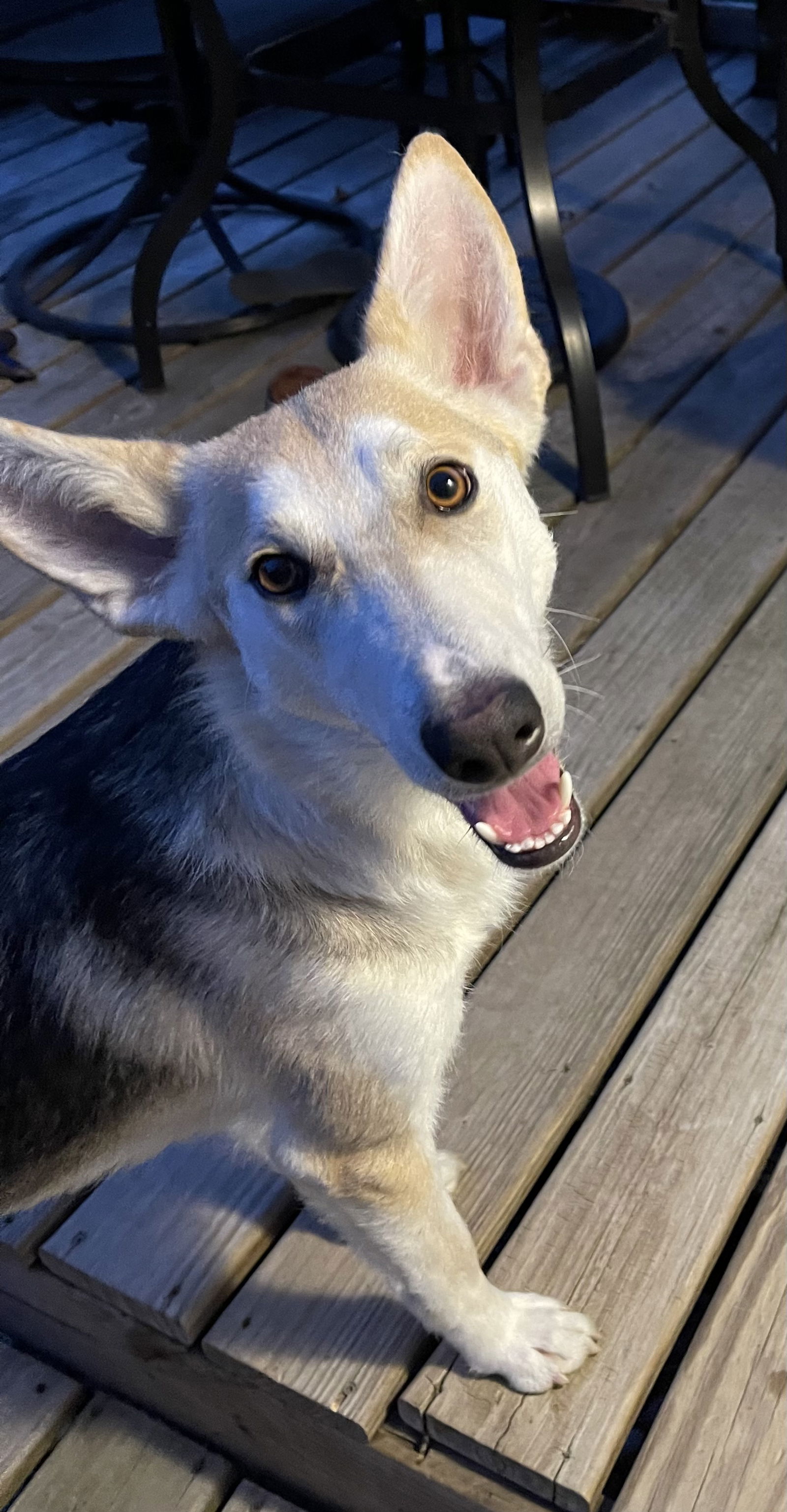 adoptable Dog in Princeton, MN named Guera