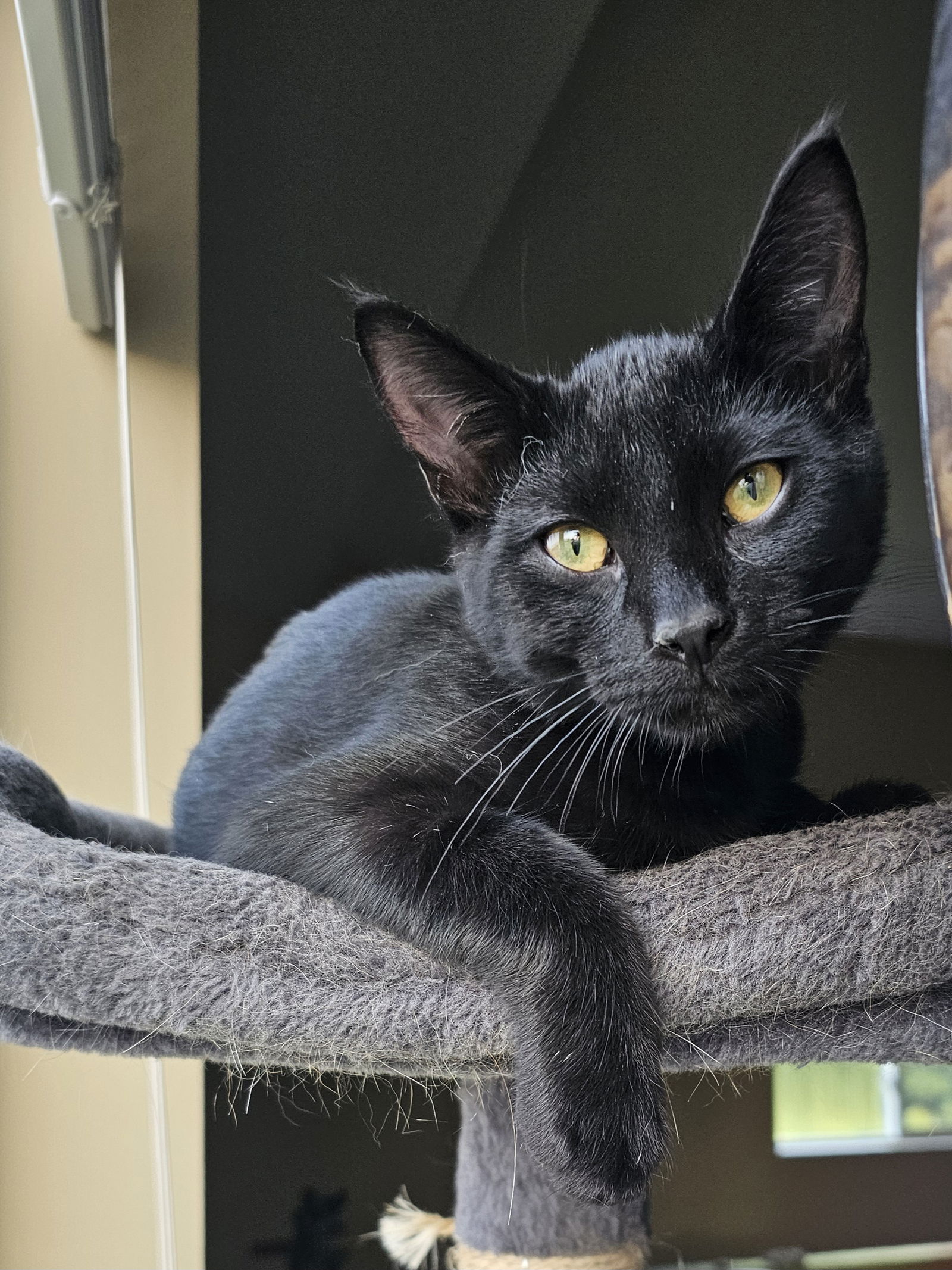 adoptable Cat in Stanchfield, MN named Seamus