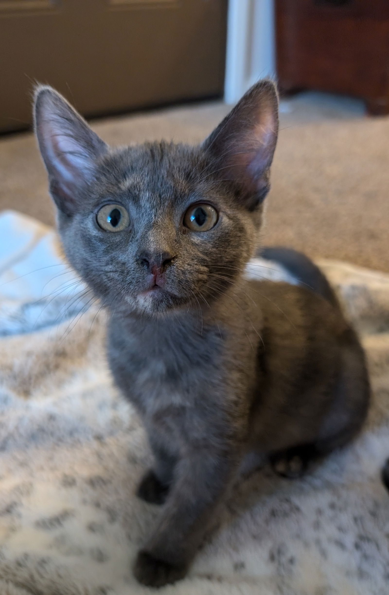 adoptable Cat in Princeton, MN named Penelope