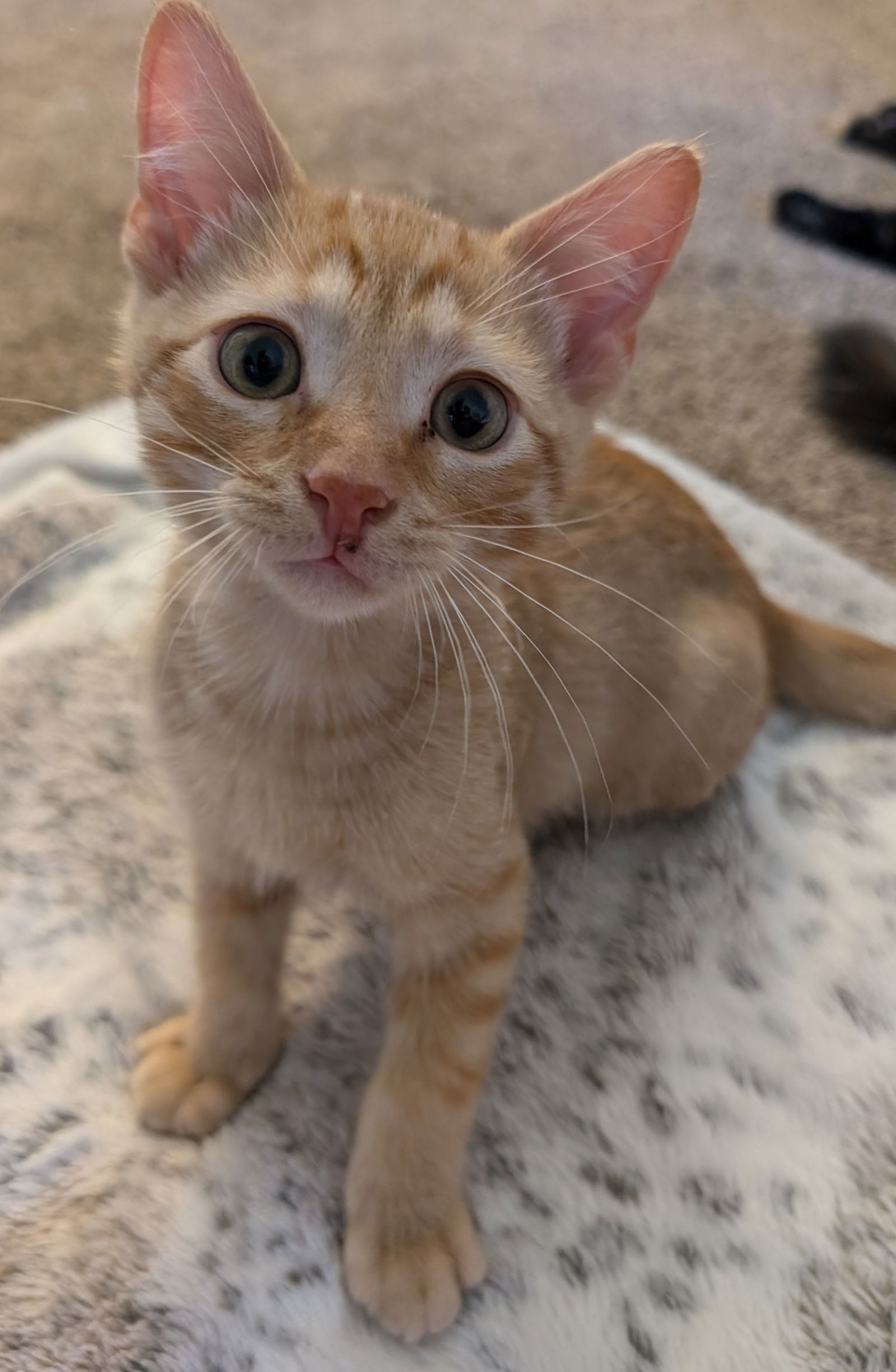 adoptable Cat in Princeton, MN named Duckie